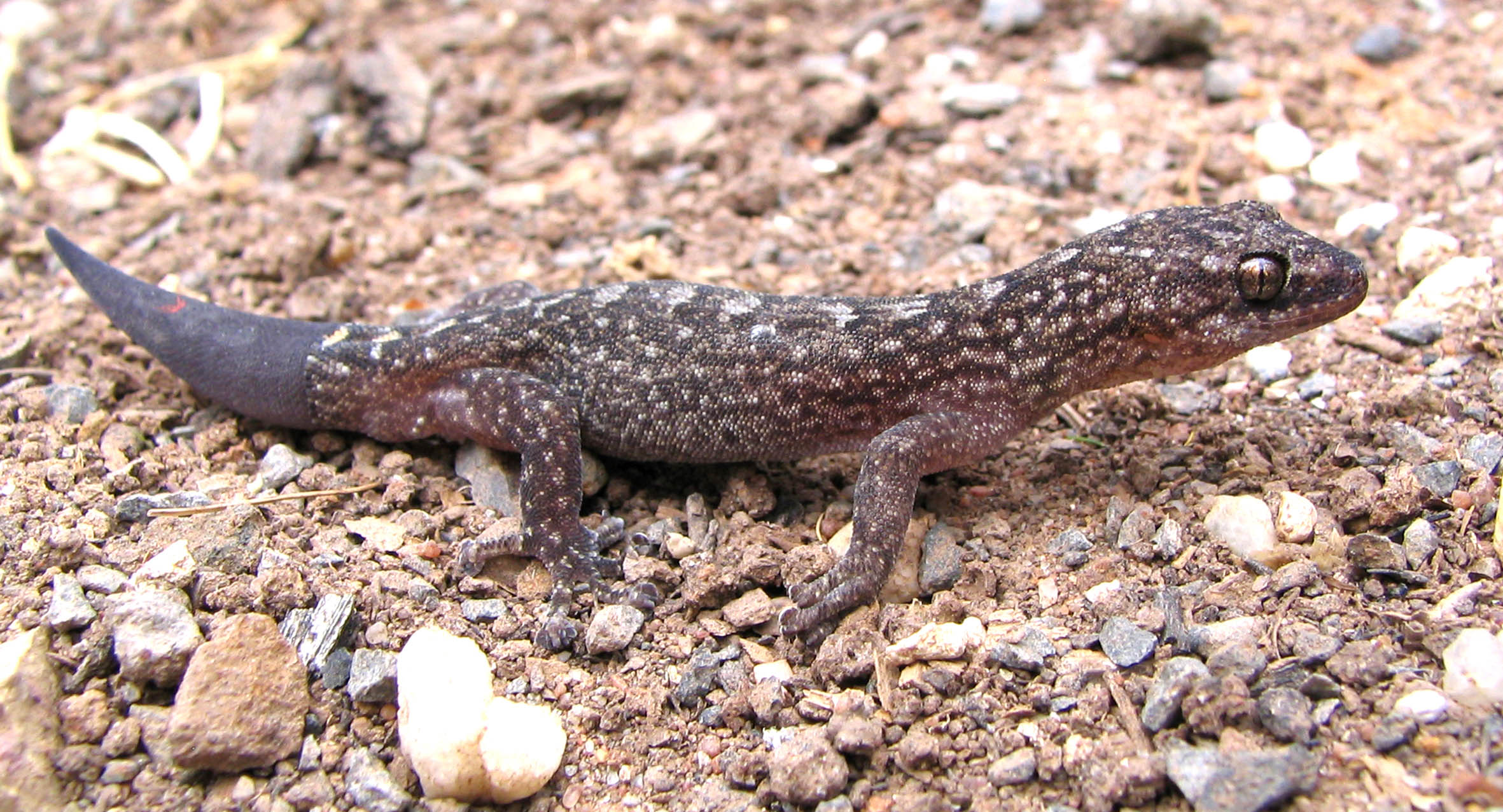Marbled Gecko